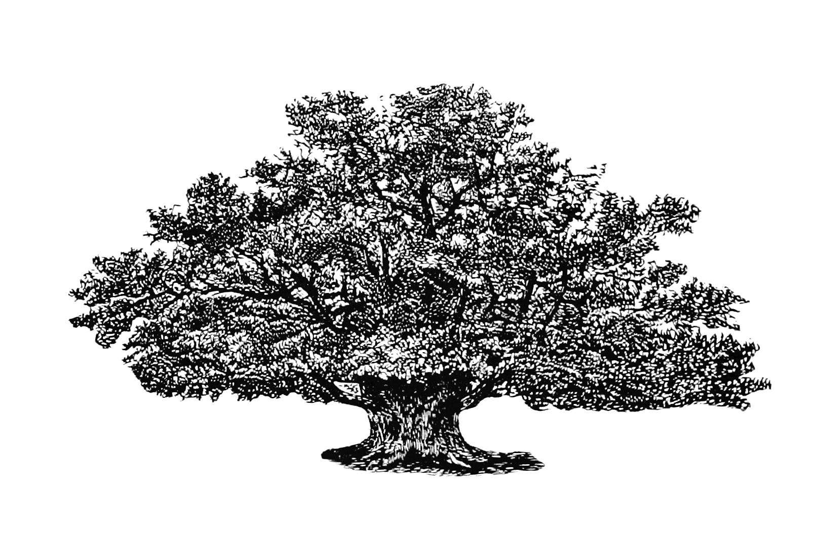 vintage_tree_png.png|undefined